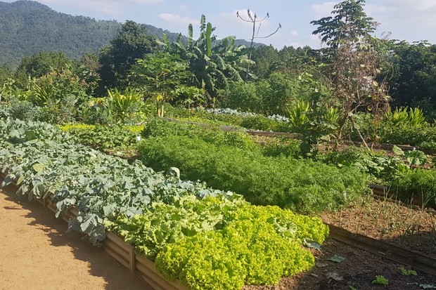 Guia Completo: Como Montar sua Horta Comunitária Urbana
As 10 Hortaliças Mais Fáceis de Cultivar em Apartamentos
Colheita Rápida: Os Vegetais Perfeitos para Iniciantes
Controle Natural de Pragas na sua Horta Orgânica
Tomate Cereja em Vaso: Dicas de Cultivo e Manutenção