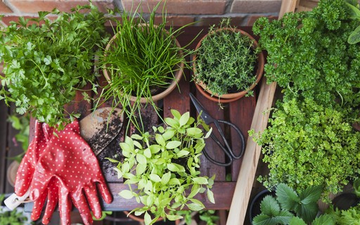 Erros Comuns ao Cultivar Temperos em Casa e Como Evitá-los
