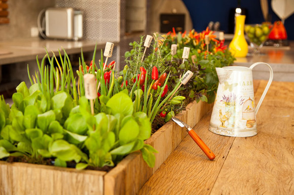 5 Ervas Aromáticas Indispensáveis para a Cozinha Brasileira