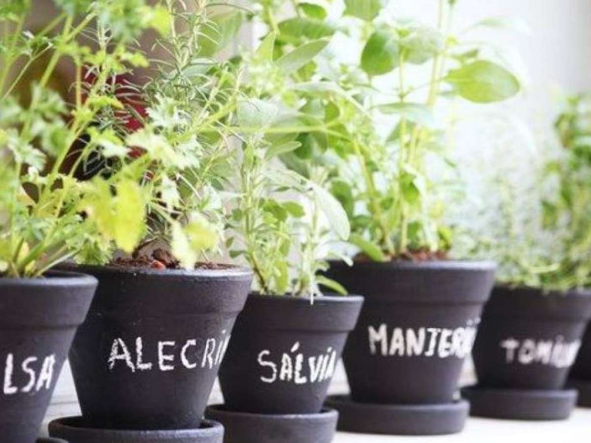 As Melhores Ervas Aromáticas para Cultivar em Vasos Pequenos