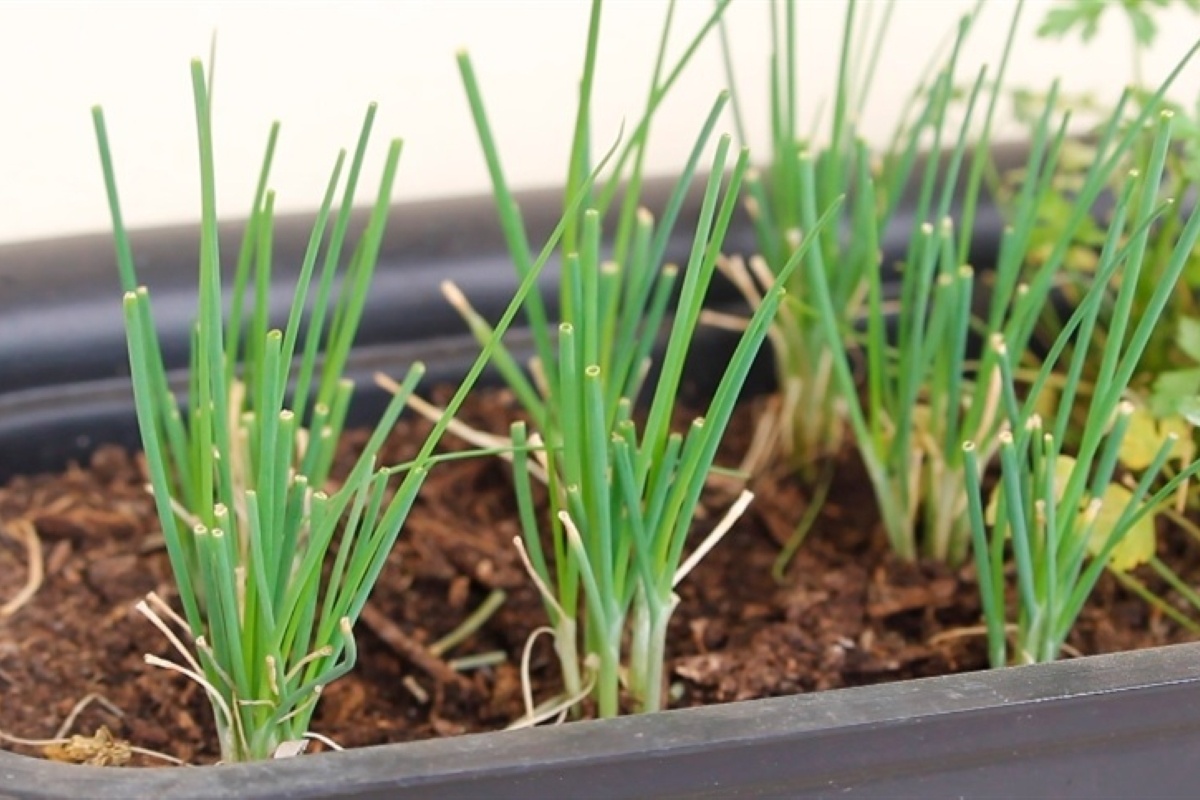 hortaliças para plantar em sementeiras