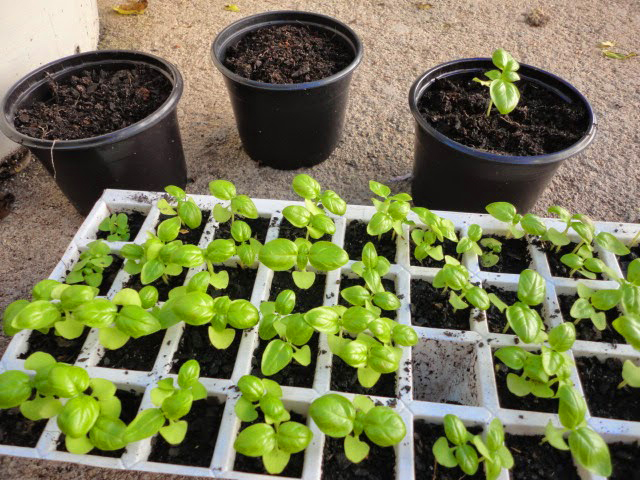 5 erros comuns ao usar sementeiras e como evitá-los