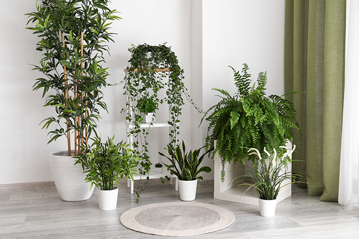 ideias de decoração com plantas de sombra