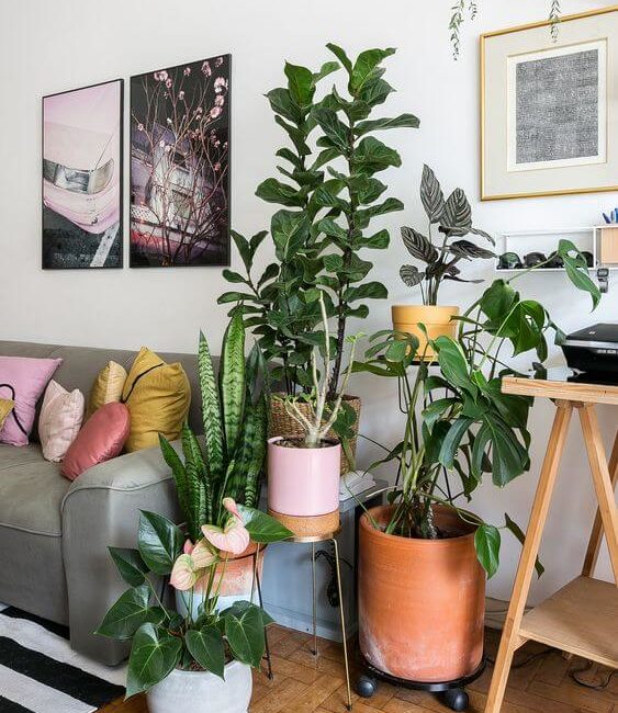 5 Vasos Ideais para Plantas de Sombra