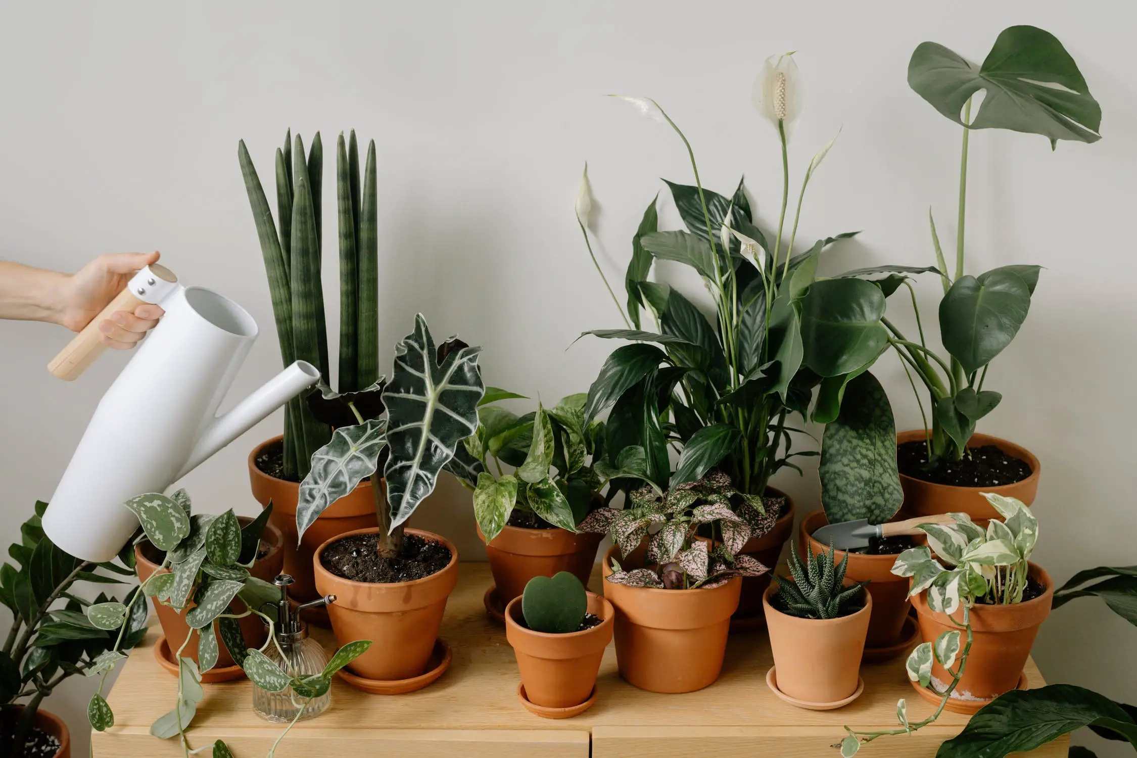 5 Vasos Ideais para Plantas de Sombra