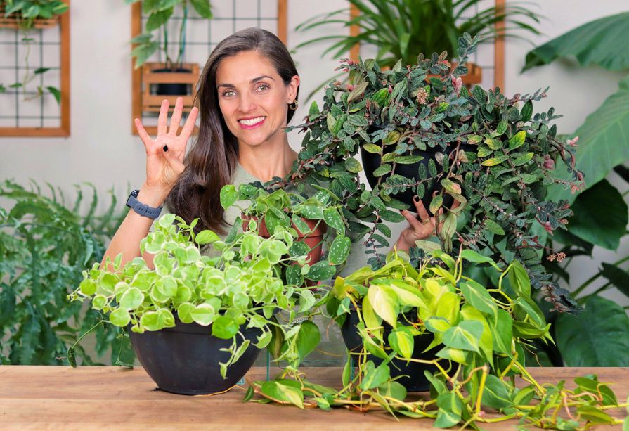 Como a Jiboia Pode Transformar Sua Estante