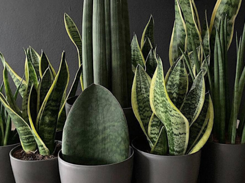 Guia Completo: Zamioculca