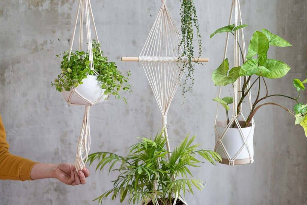 Decoração com Plantas: Criando Cantos Verdes em Salas Escuras