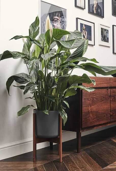 O Poder Purificador do Lírio-da-Paz no Seu Banheiro