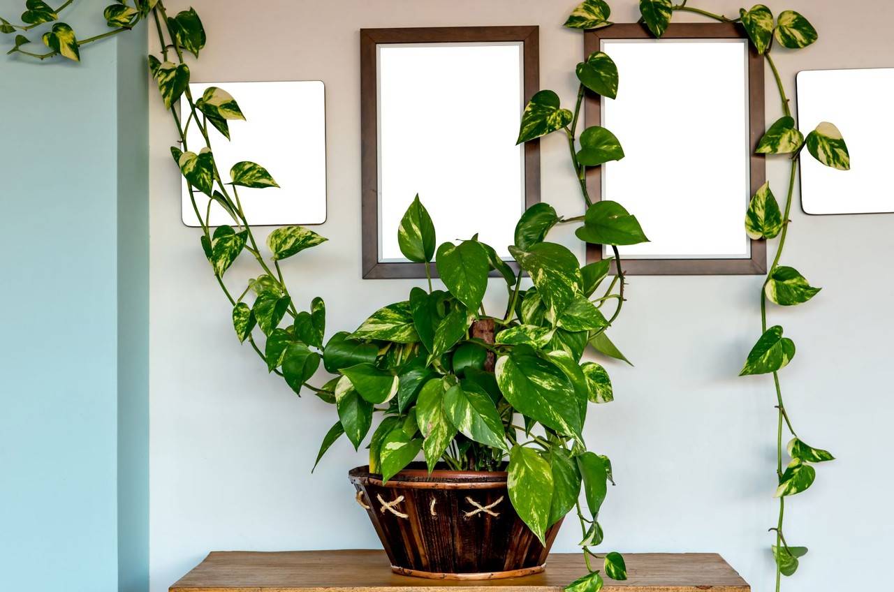Decoração com Plantas: Criando Cantos Verdes em Salas Escuras
