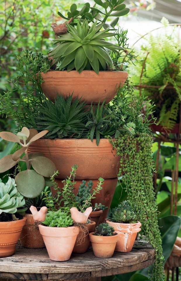 ideias de decoração com plantas suculentas