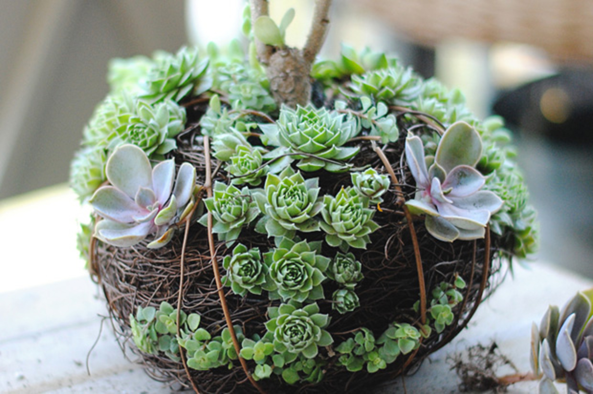 10 Vasos Criativos para Suculentas Feitos em Casa