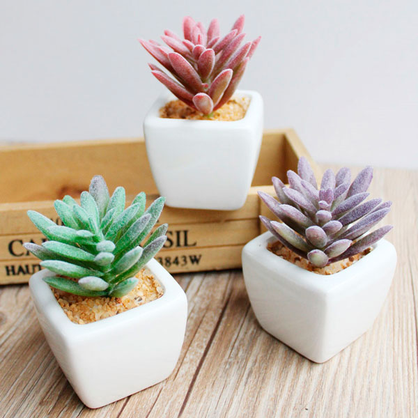 5 Erros Comuns ao Decorar com Suculentas e Como Evitá-los