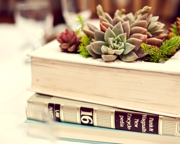 ideias de decoração com plantas suculentas