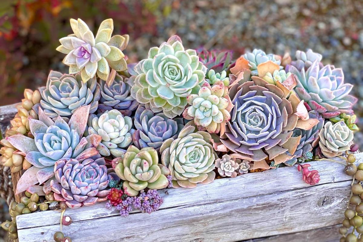 5 Erros Comuns ao Decorar com Suculentas e Como Evitá-los