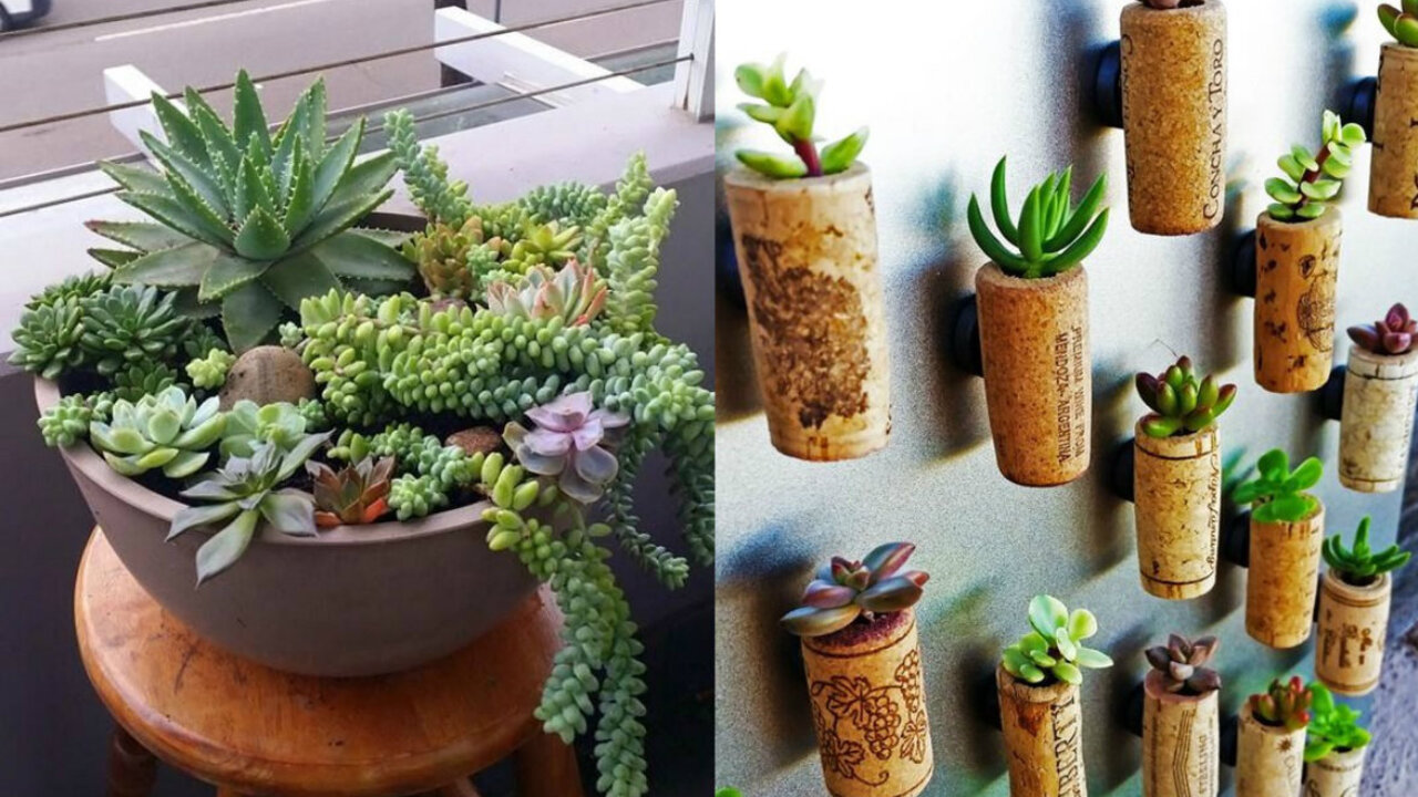 Como Criar um Jardim Vertical de Suculentas