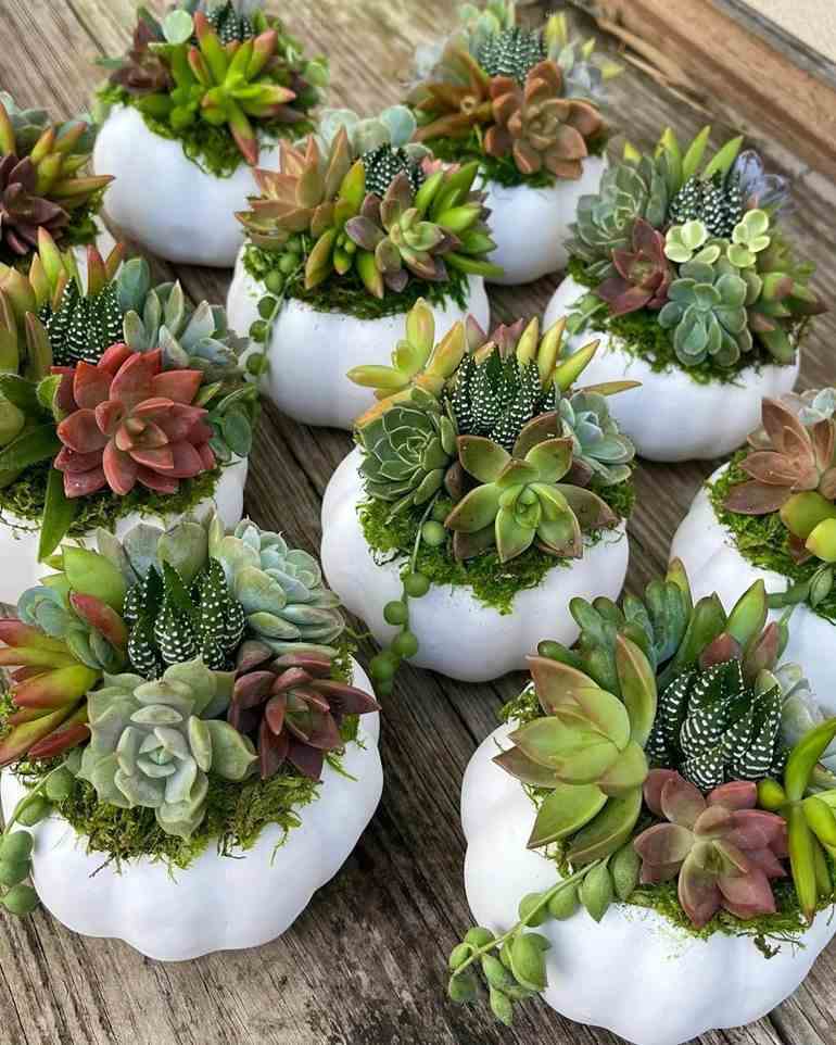 Suculentas Artificiais vs. Naturais: Qual a Melhor Escolha para Sua Decoração?
