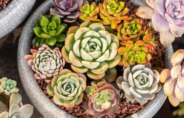 ideias de decoração com plantas suculentas