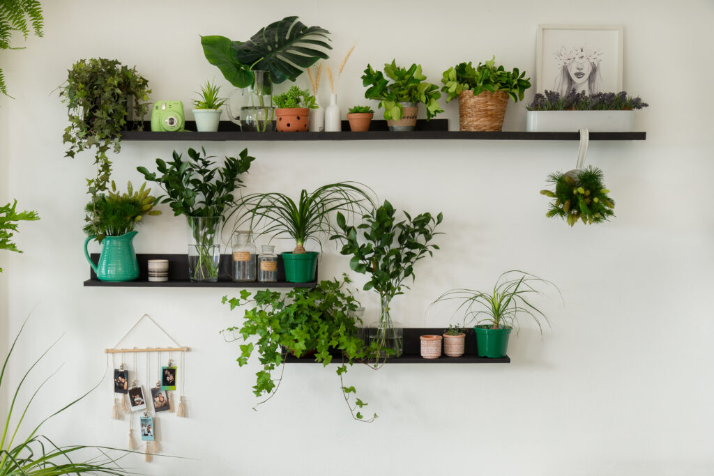 ideias de decoração com plantas suspensas
