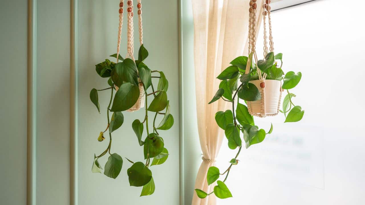 10 plantas de cascata perfeitas para sua sala