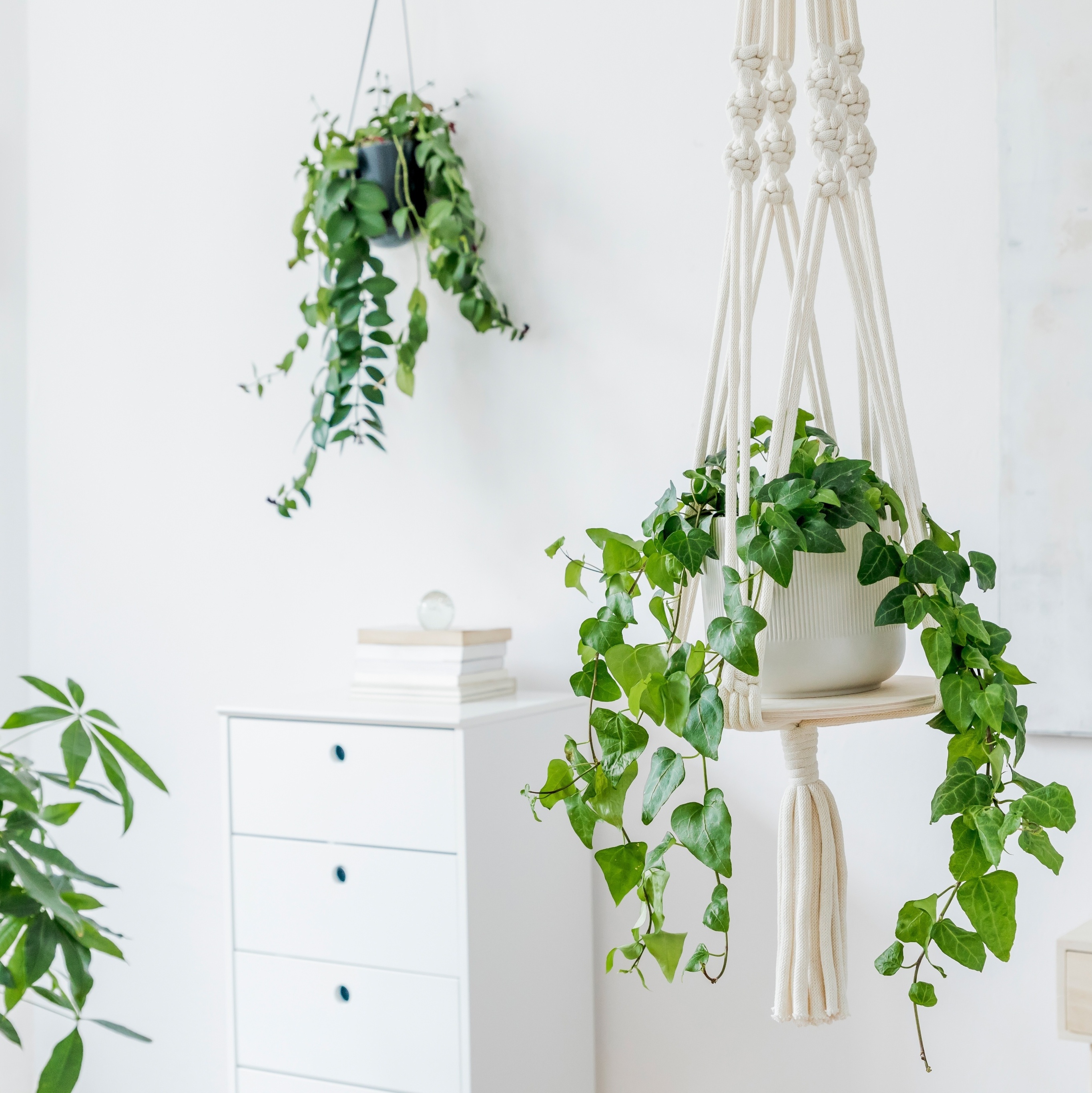 As melhores plantas para purificar o ar do seu quarto