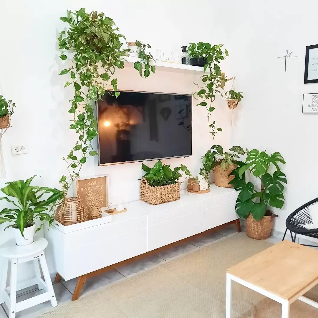 As melhores plantas para purificar o ar do seu quarto