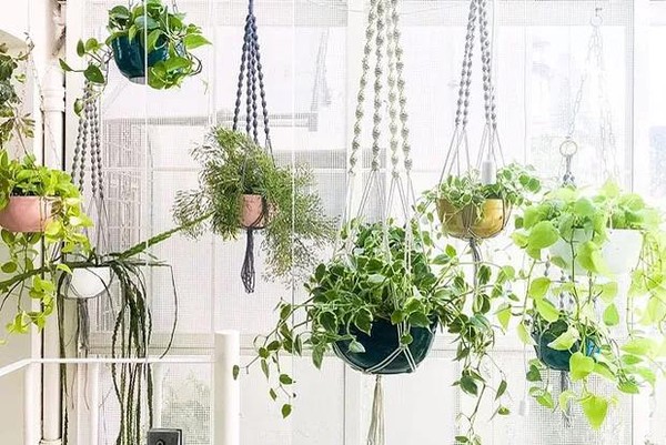 10 plantas de cascata perfeitas para sua sala