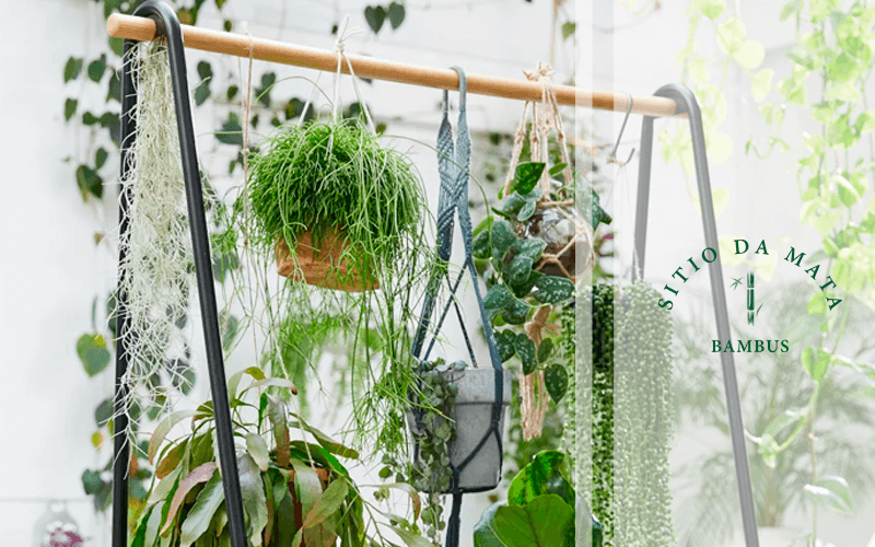 Transforme sua varanda em um oásis verde com plantas suspensas