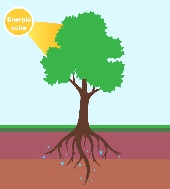 importância da luz solar para plantas em casa