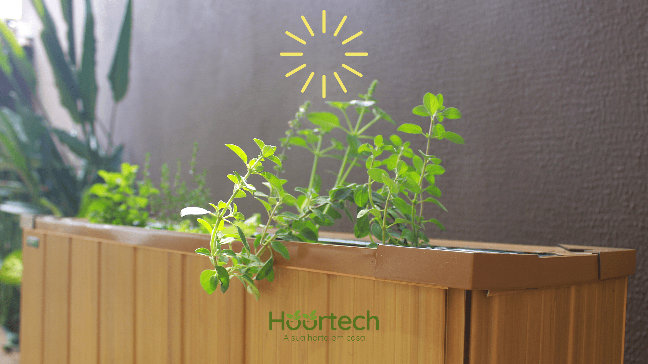 Guia completo de luz indireta para plantas de interior