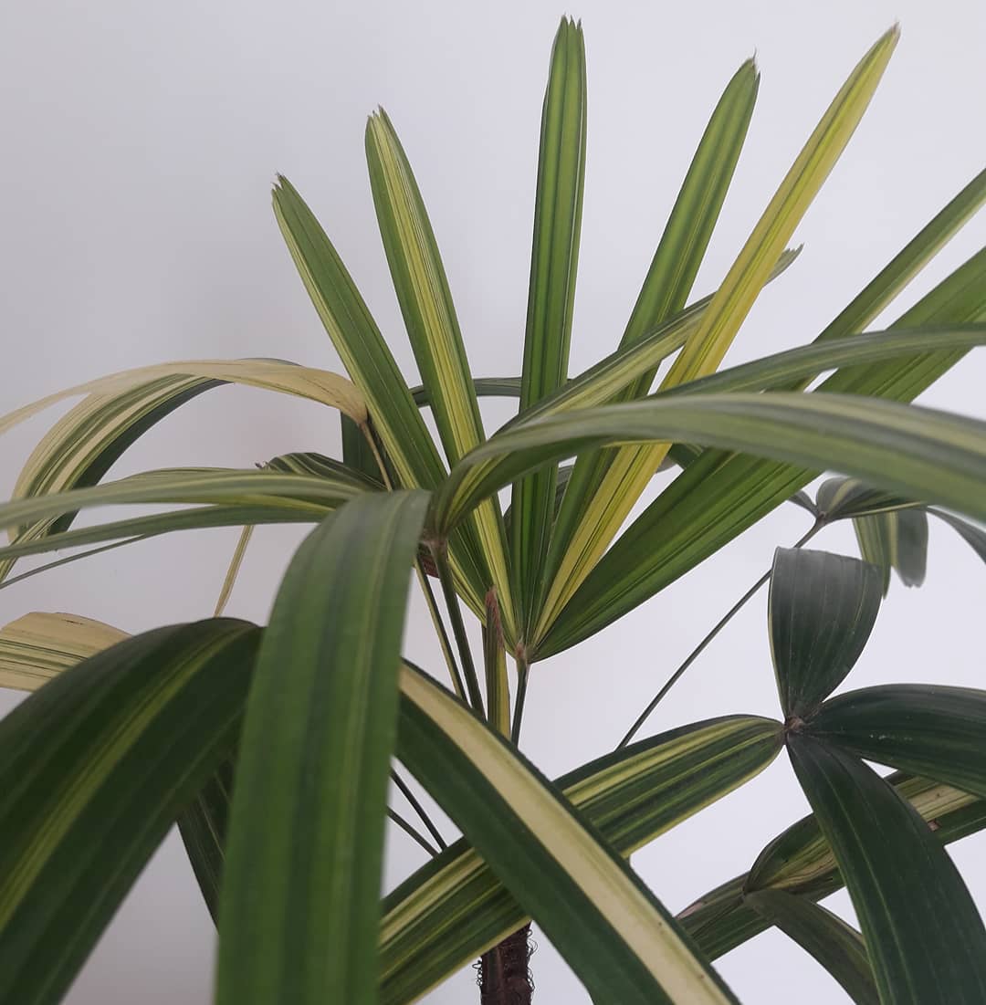 Os perigos do excesso de sol para plantas sensíveis