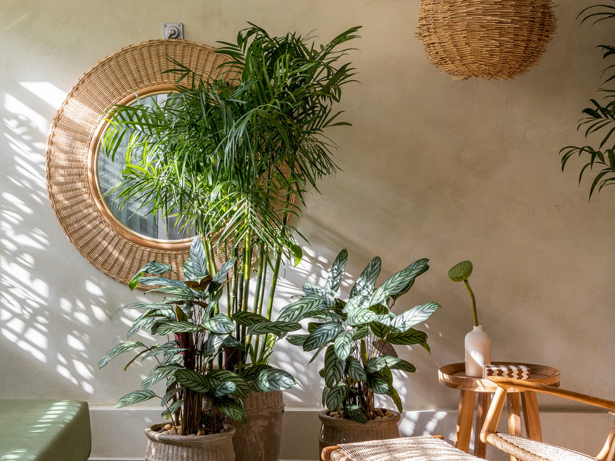 importância da luz solar para plantas em casa