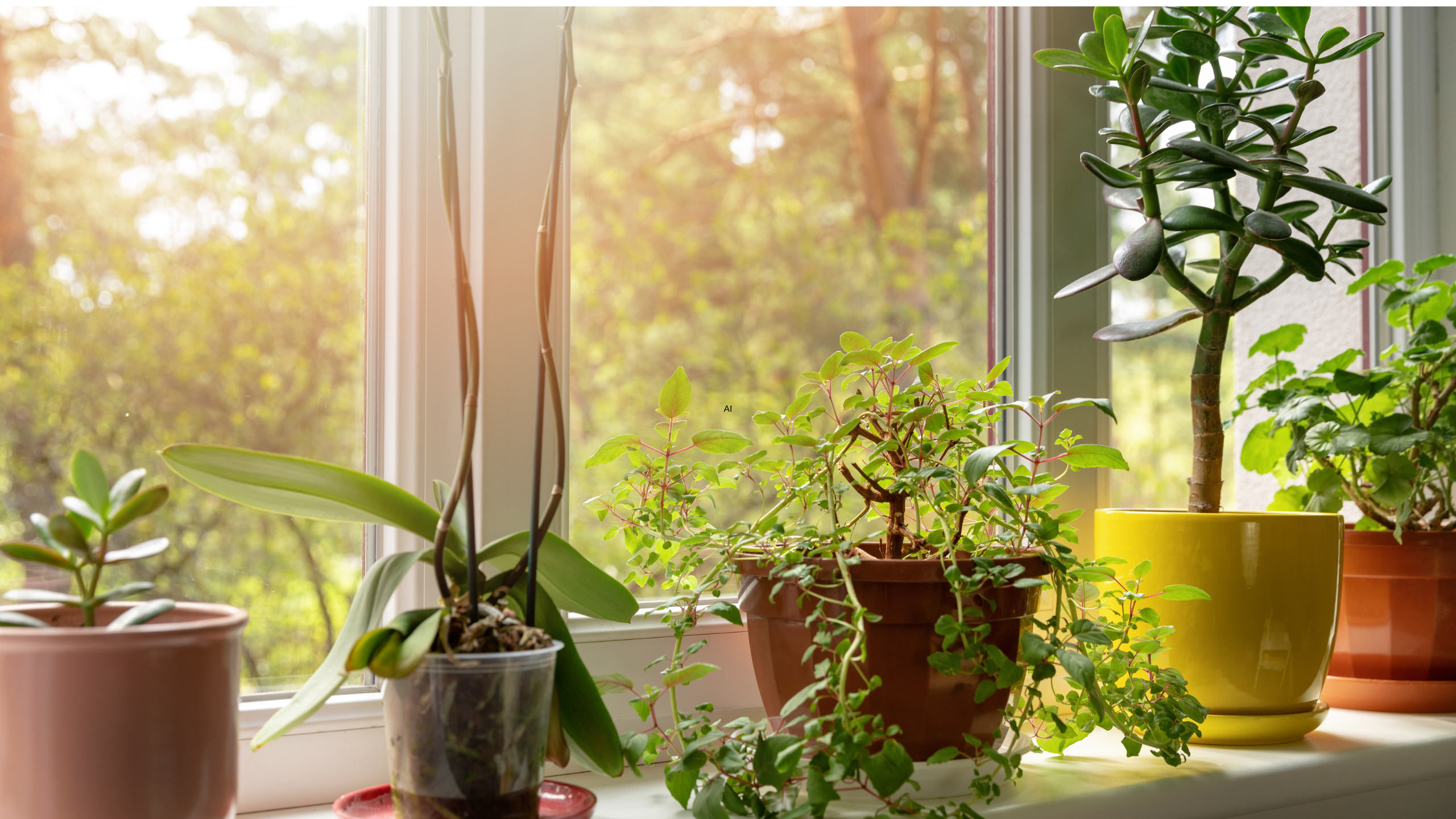 10 plantas que amam sol pleno