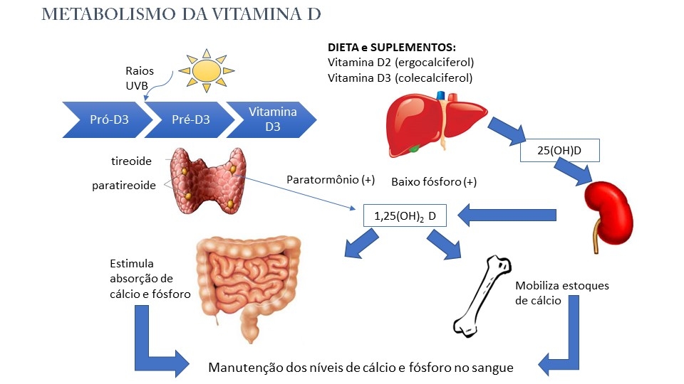 Osteoporose Pós-Menopausa: Como o Cálcio Pode Ajudar