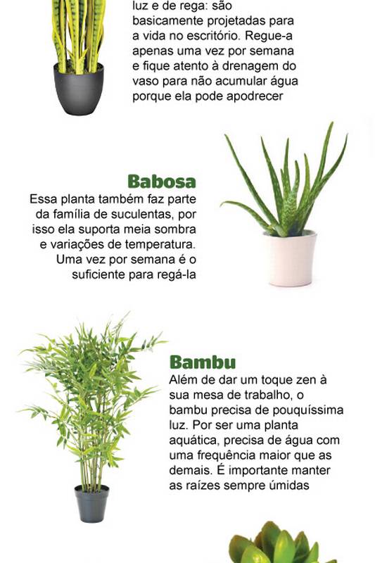 importância de ter flores em casa