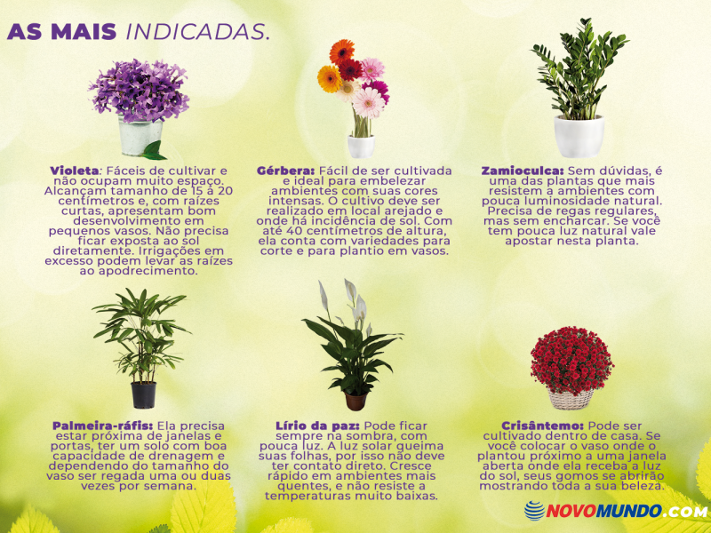 10 flores fáceis de cuidar em apartamento