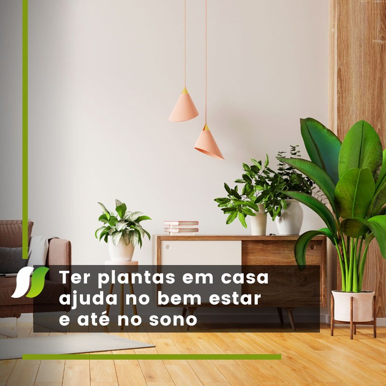 Como escolher as plantas certas para cada cômodo da casa