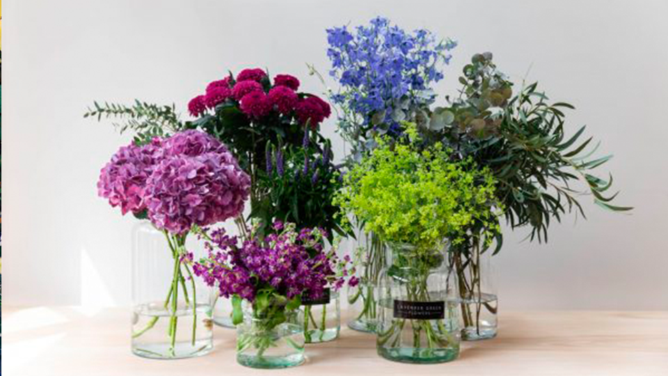 Decoração com plantas: Tendências e dicas para iniciantes