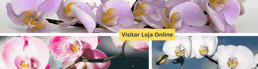 Os 5 melhores purificadores de ar naturais para sua casa