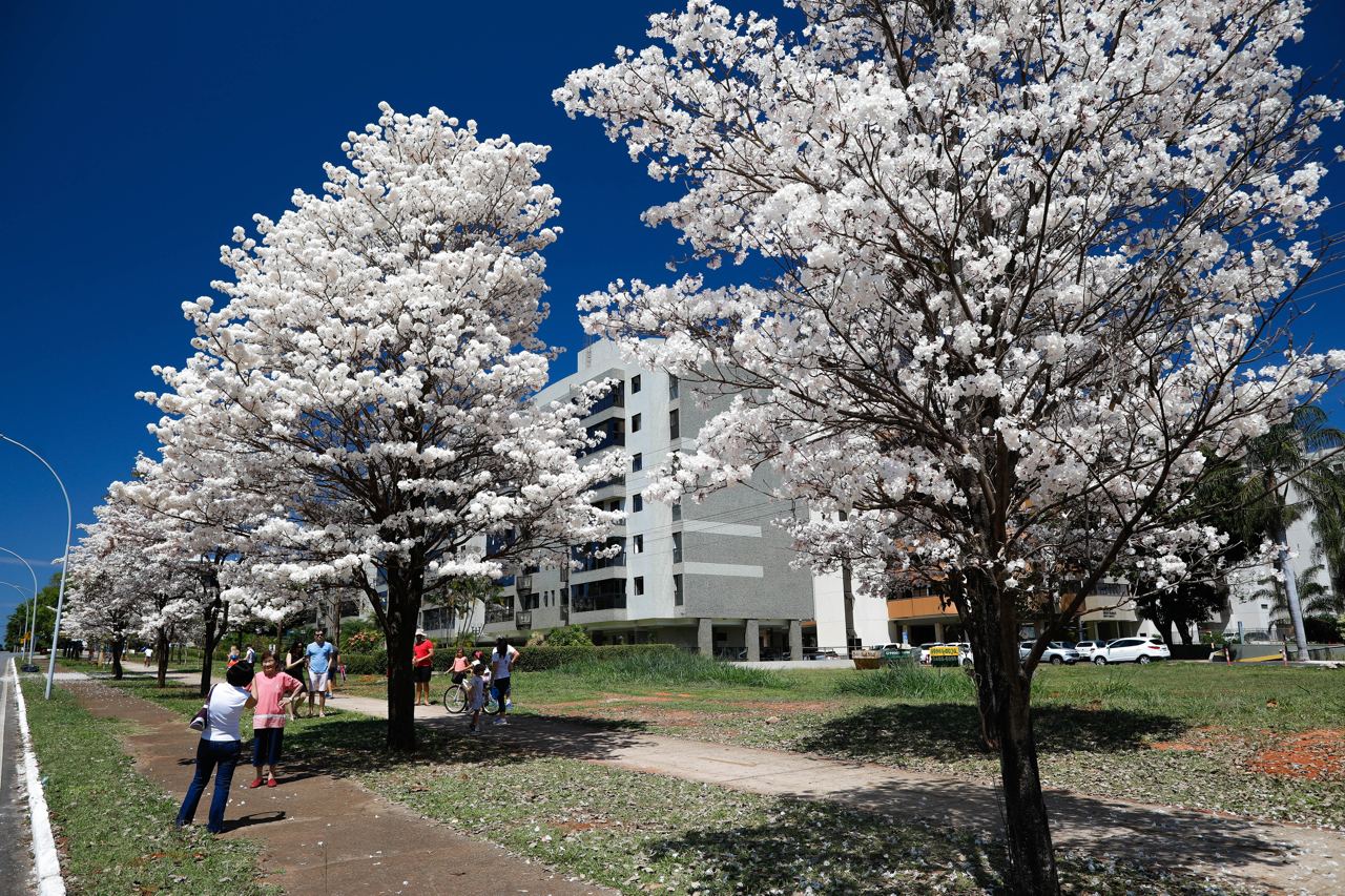 ipê branco brasília duração floração