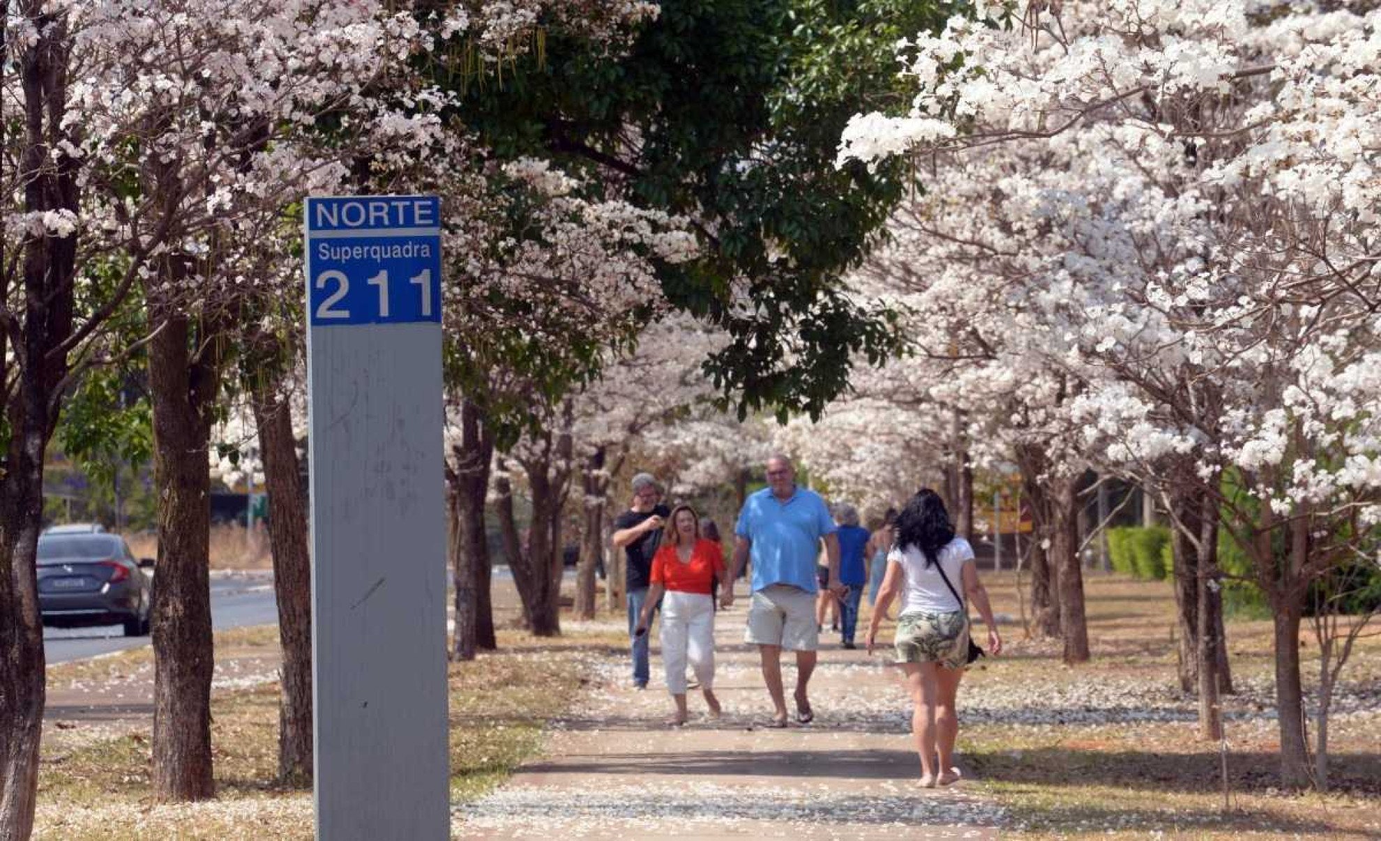 Ipês de Outras Cores: Quando e Onde Ver em Brasília