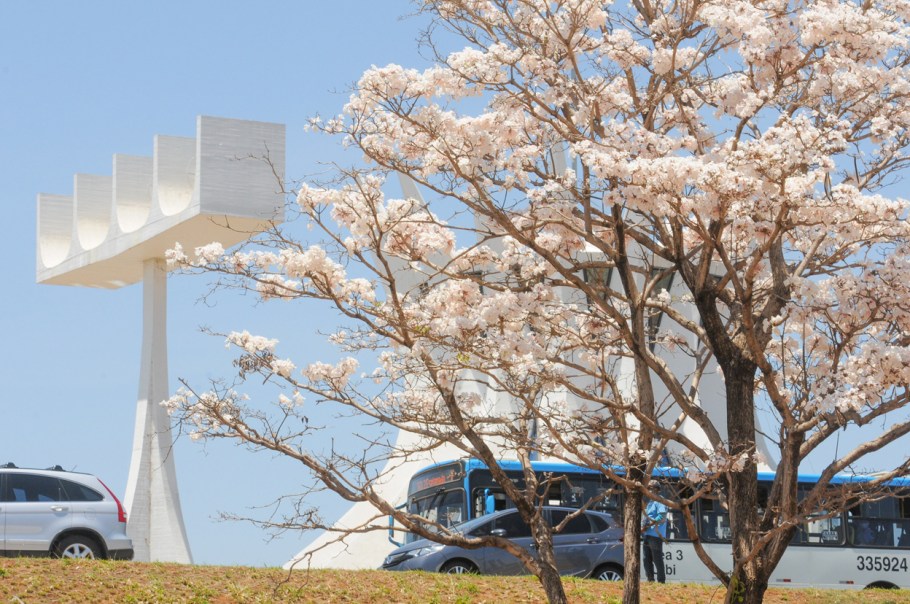 Dicas para Aproveitar a Curta Florada do Ipê Branco no DF