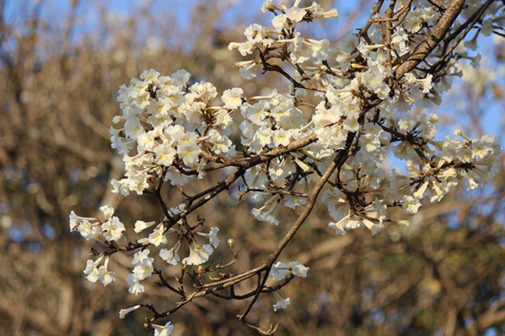 ipê branco brasília duração floração