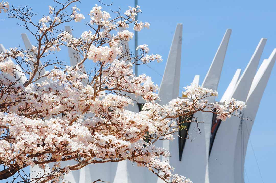 Guia Completo dos Ipês em Brasília: Cores e Épocas de Florada