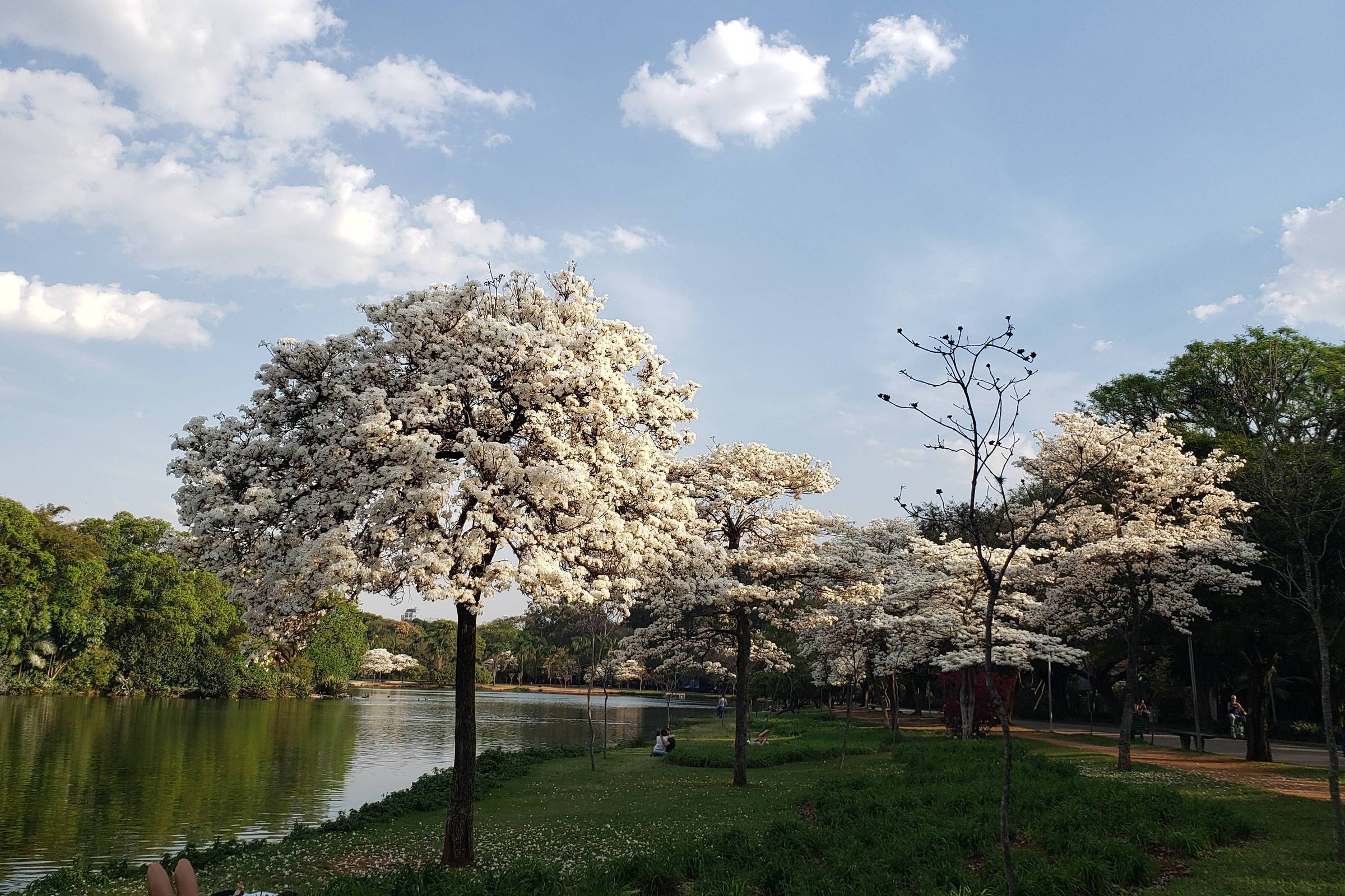 Os Melhores Pontos para Fotografar a Florada do Ipê Branco em Brasília