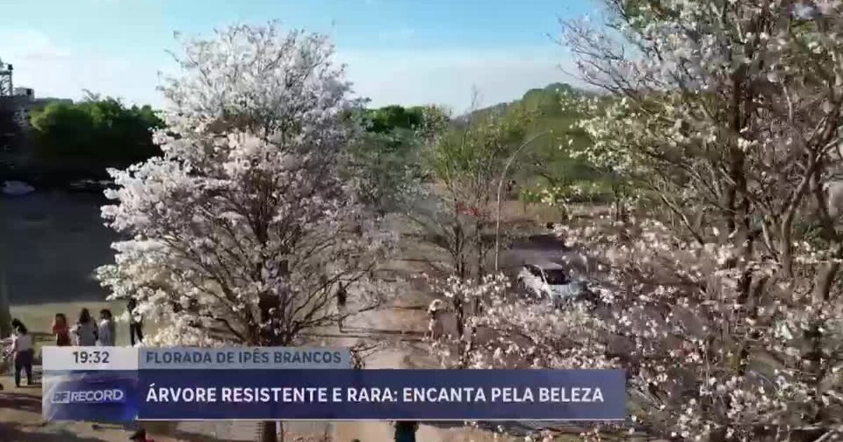 A Importância Ecológica dos Ipês no Cerrado Brasileiro