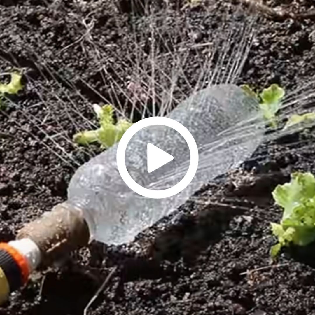 5 ideias de títulos:
1. Transforme seu Garrafão de 20L em um Sistema de Irrigação Inteligente
2. Guia Completo: 3 Métodos de Irrigação com Garrafão para sua Horta
3. Vaso Autoirrigável Caseiro: Economize Água e Tempo com Garrafões
4. Irrigação por Gotejamento DIY: Solução Econômica para suas Plantas
5. Dicas Essenciais para Manutenção do seu Sistema de Irrigação com Galão