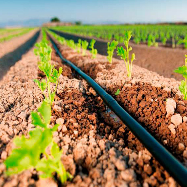irrigação de horta com mangueira de gotejo