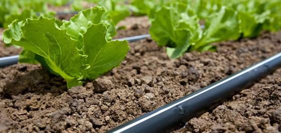 Os 5 Erros Mais Comuns na Instalação de Sistemas de Irrigação por Gotejamento e Como Evitá-los