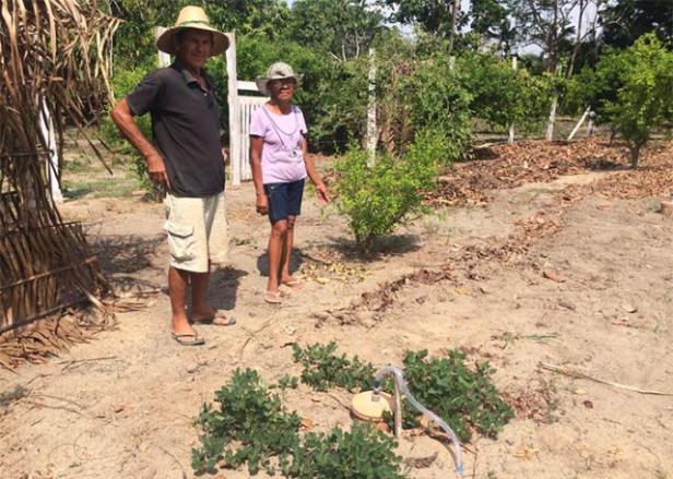 4. Benefícios da Irrigação Subterrânea para a Saúde das Plantas